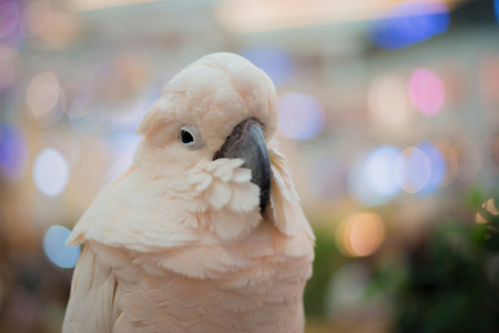 Close-up of parrot's face and eyes against a colorful background.の写真素材