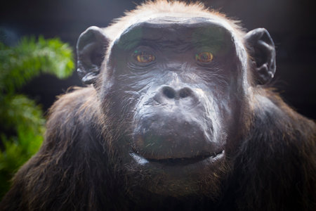 The most human-like image of a chimpanzee's face.の写真素材