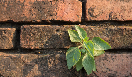 Green ivy on an old, worn-out brick wallの写真素材