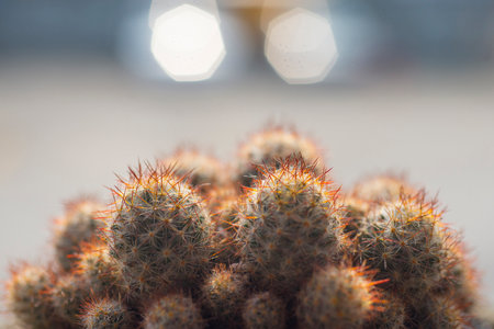 Close up of a cactus with sharp thornsの写真素材