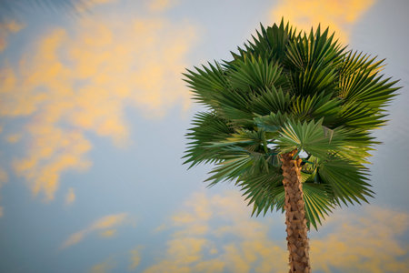 Palm tree with reflection in the water at sunset.の写真素材