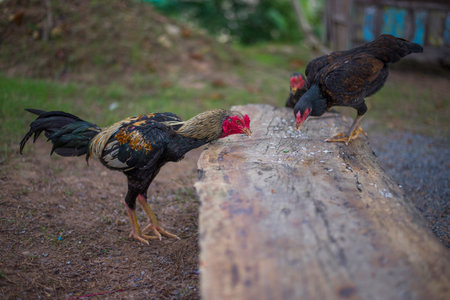 Rooster and hen in the farm. Selective focus and shallow depth of field.