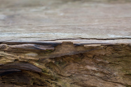 Old wood texture with natural pattern for background and design art work.の写真素材