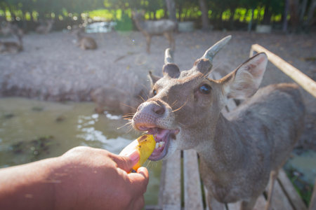 Deer eating food from human hand at public park, Thailand.の写真素材