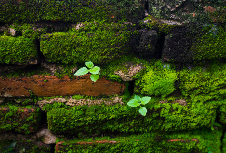 Brick wall with green moss and small plant growing on it.