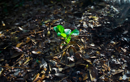 Green sprout growing on the ground in the forest, Thailand.