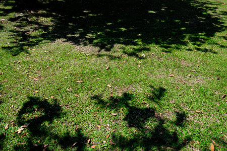 Green grass with fallen leaves and shadows on the ground