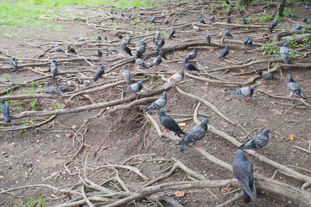 Pigeons are sitting on the branches of a tree and waiting for food.の写真素材