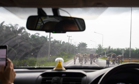 View from the inside of a car on the road with cows.の写真素材