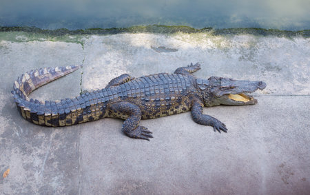 Crocodile is a large freshwater crocodile native to Southeast Asia.の写真素材