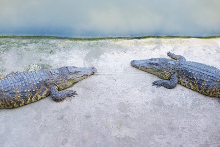 Crocodile is a large freshwater crocodile native to Southeast Asia.の写真素材