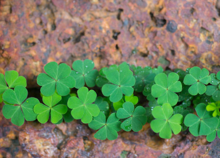 Green leaves of clover on a stone background, close-upの写真素材