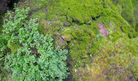 green moss on the rock in the rain forest, closeup of photoの写真素材