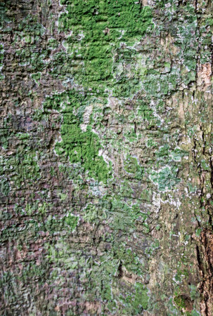 Old tree bark texture with green moss. Abstract background and texture for design.