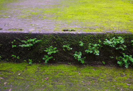 Green moss on the concrete walkway in the public park, Thailand.の写真素材