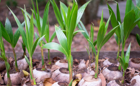 coconut seedling in the garden at the beginning of springの写真素材