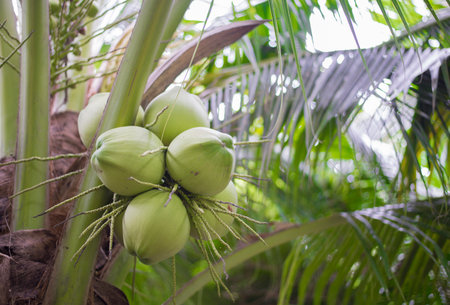 Coconut fruit on the tree in the garden, stock photoの写真素材