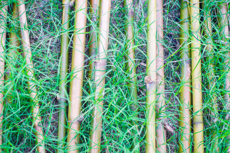 bamboo background and texture, nature background and copy space for textの写真素材
