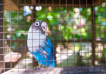 Parrots in a cage at the zoo. Birds in captivity.の写真素材