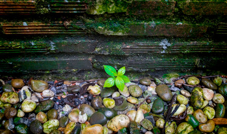Green plant growing out of pebbles on the wall.の写真素材