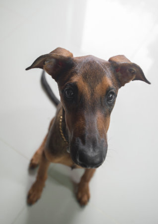 Portrait of a miniature pinscher dog on a white background.