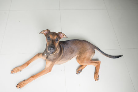 Miniature pinscher dog on white floor. Selective focus.