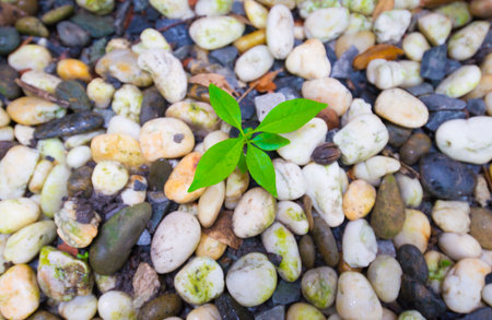 green sprout growing on pebbles background, nature concept.の写真素材