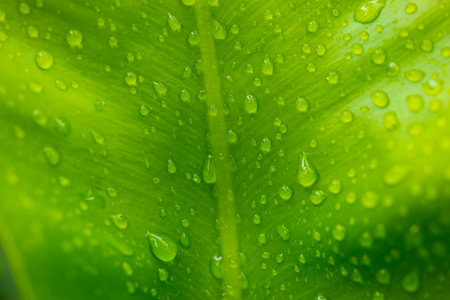 Water drops on green leaf background with copy space for text or image.