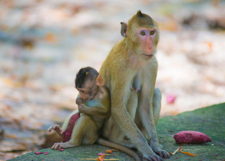 Mother and baby monkey sitting in the parkの写真素材