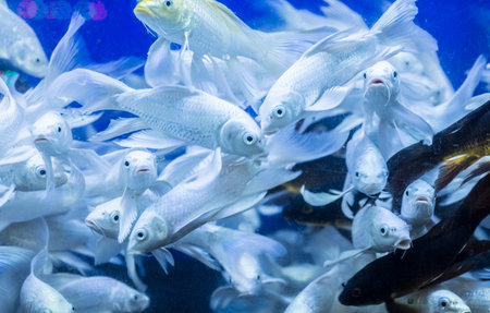 Close up of fishes in the aquarium. Shallow depth of field.の写真素材