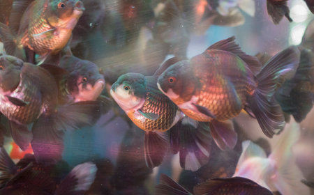 colorful fish in aquarium, closeup of photo, beautiful photo digital picture