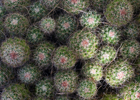 Close up of Mammillaria fulgida cactus, Thailand.