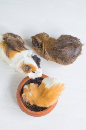 guinea pig in a pot on a white wooden table, top viewの写真素材