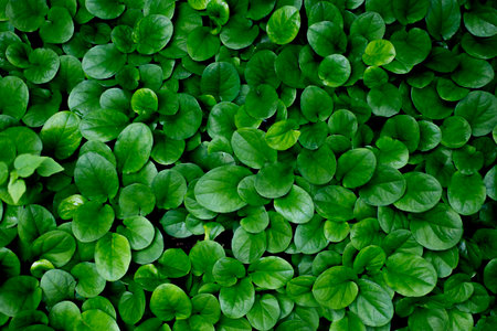 Green leaves background. Top view of fresh green leaves texture background.