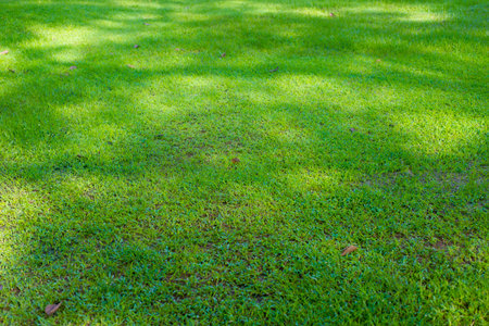Green grass with shadow on the ground in the park. Natural background.