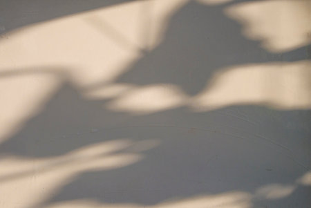 shadow of leaves on a white wall, close-up of photoの写真素材