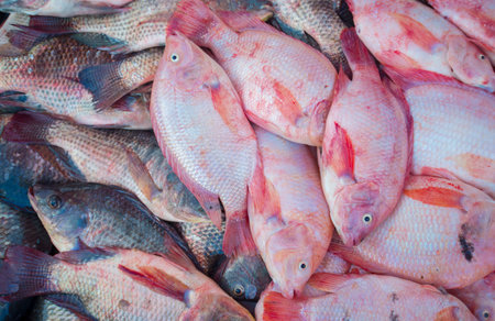 Red Tilapia fish in the market of Thailand, Asia.の写真素材
