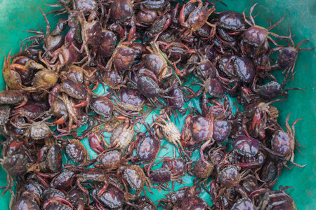 Dried crabs for sale at a market in Bangkok, Thailand.の写真素材