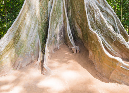 Big tree roots in the park at Chiang Mai, Thailand.の写真素材