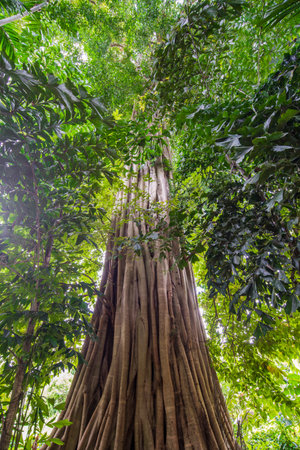 Big tree in the jungle, Borneo, Sabah, Malaysiaの写真素材
