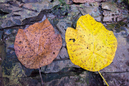 Yellow and brown leaves on the ground in autumn forest.の写真素材