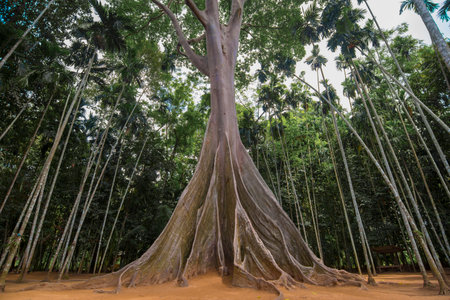 Big tree in the jungle.の写真素材