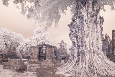 The old temple in the forest at Sukhothai province, Thailand.の写真素材