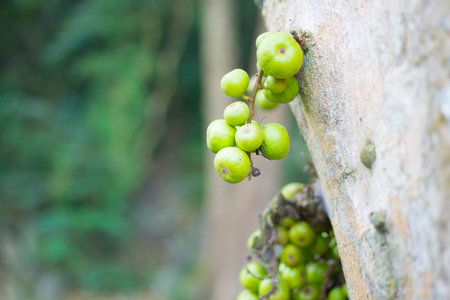 Fruits of Ficus carica on tree in the forest.の写真素材