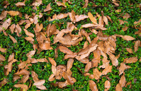 Dry leaves on the ground, closeup of autumn leaf backgroundの写真素材