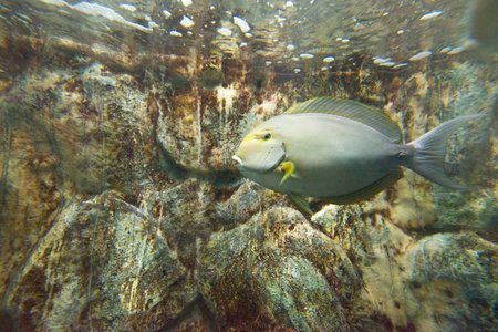 Underwater view of a fish swimming in the ocean on the rocks
