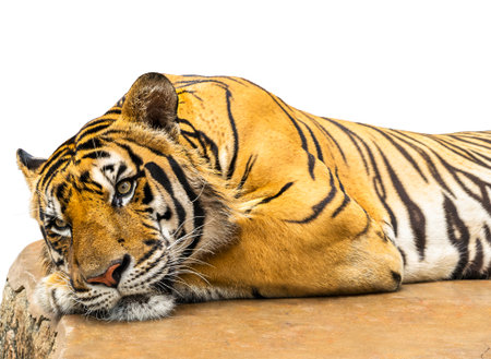 Tiger relax isolate on white backgroundの写真素材