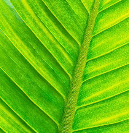 Green leaf for backgroundの写真素材