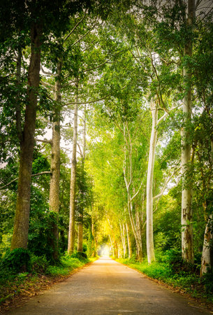 Country road, green tree, and the sunlight.の写真素材