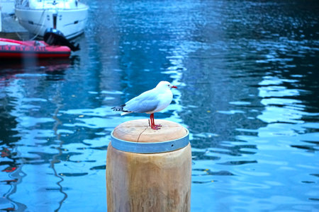 a bird standing at a timberの写真素材
